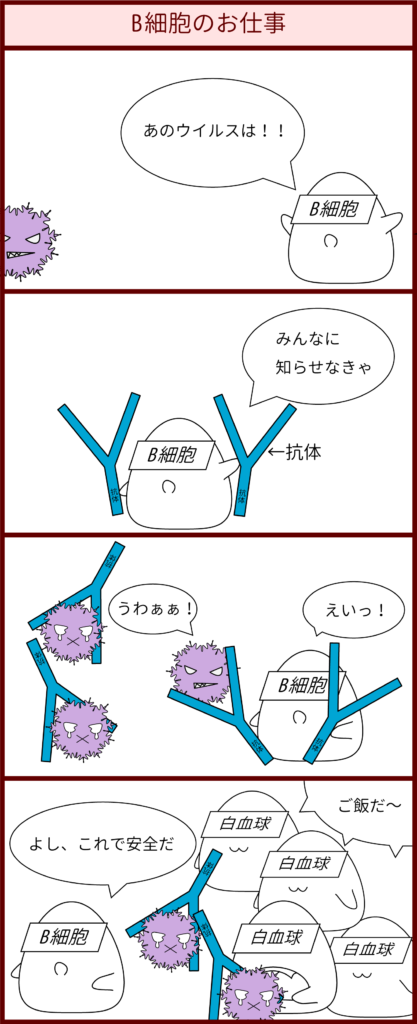 B細胞の仕事四コマ